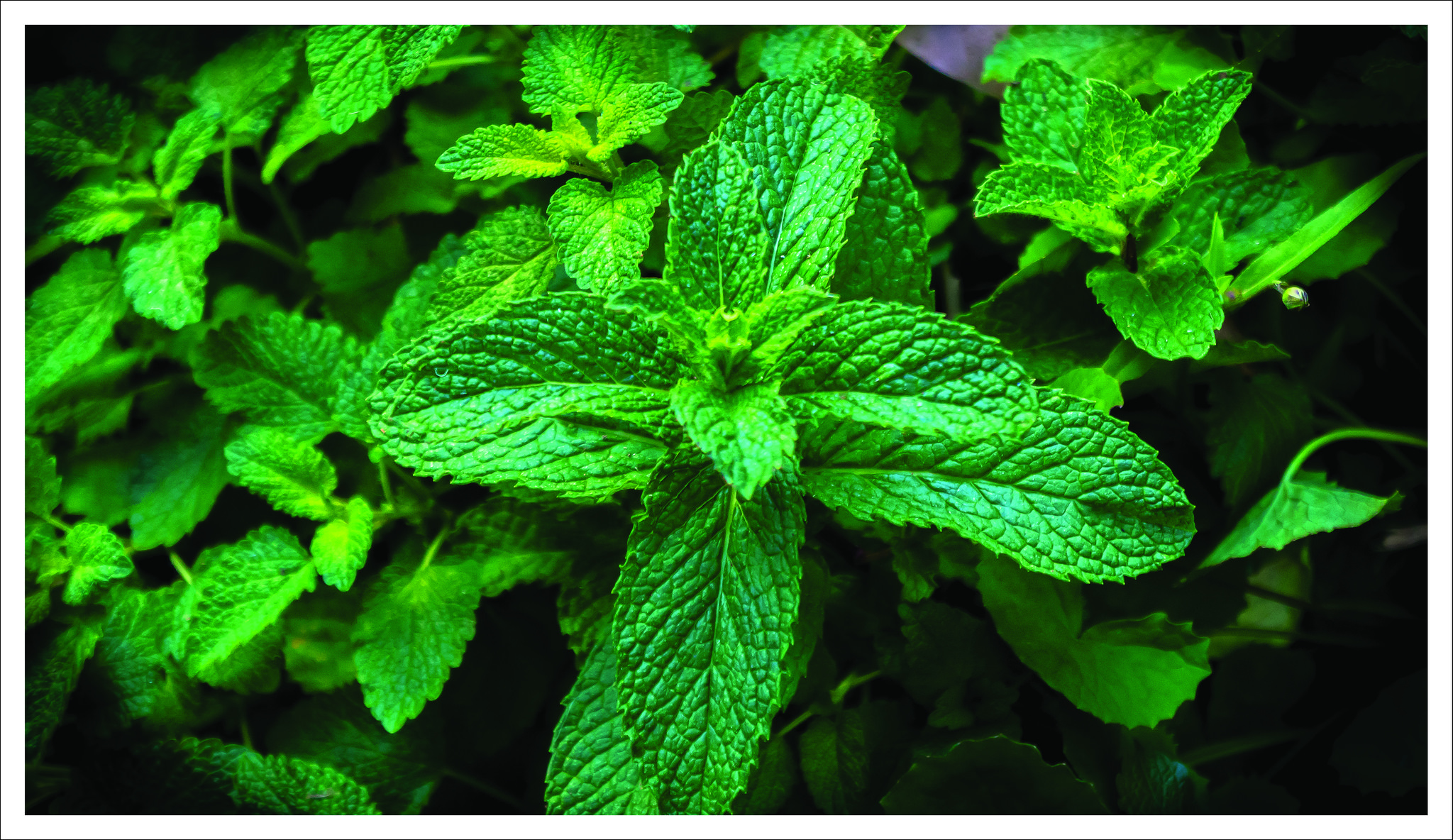 homemade mint face mask Alluring Soul